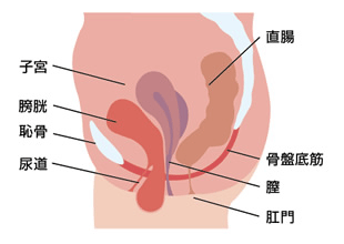 骨盤内臓器脱