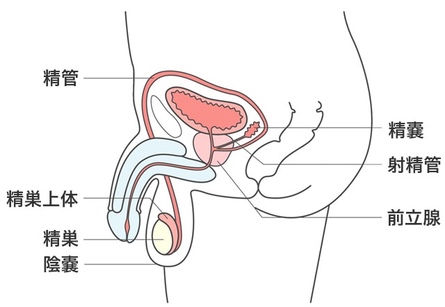 前立腺炎イメージ