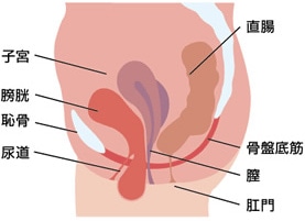 骨盤内臓器脱イメージ