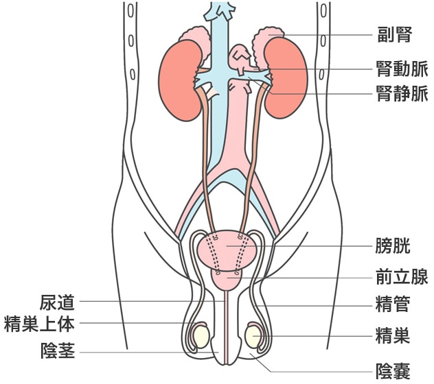 停留精巣